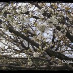 Camino Real (Navaconcejo-Piornal)