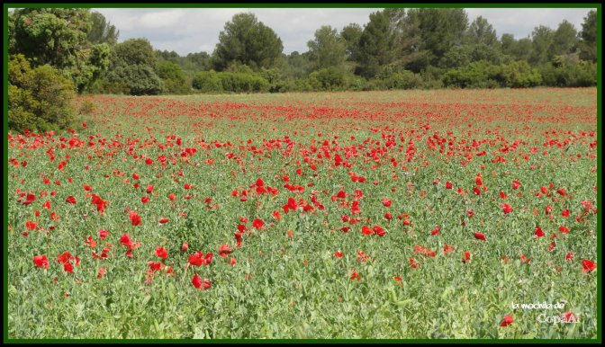 CopaAl_Hoz_Júcar_Alarcón_10