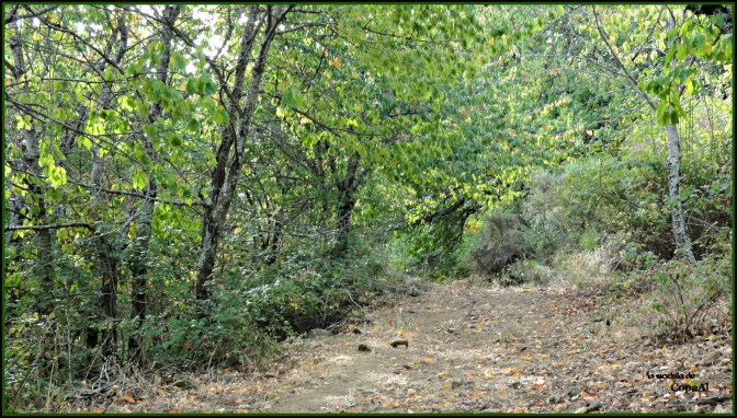 CopaAl_Castañar de la Tejea_01