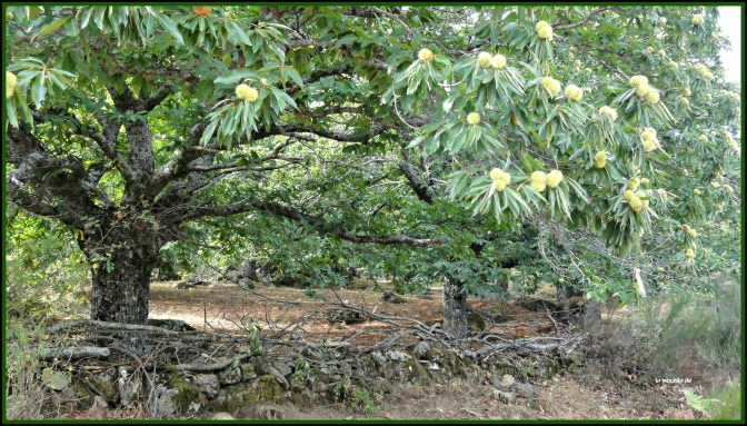 CopaAl_Castañar de la Tejea_03