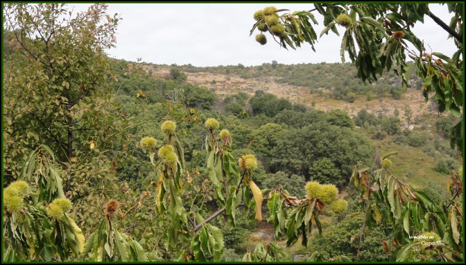 CopaAl_Castañar de la Tejea_06