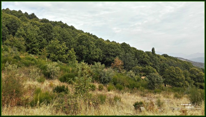 CopaAl_Castañar de la Tejea_07