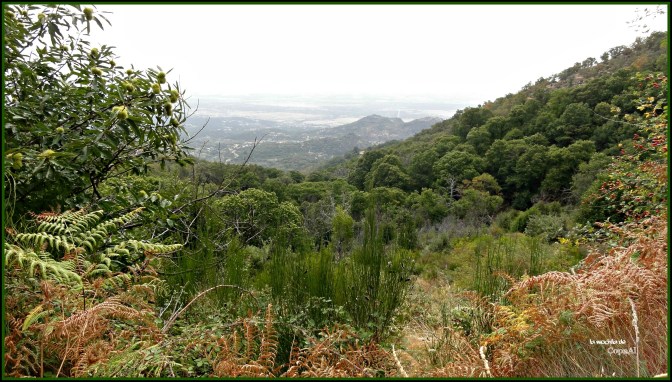 CopaAl_Castañar de la Tejea_09