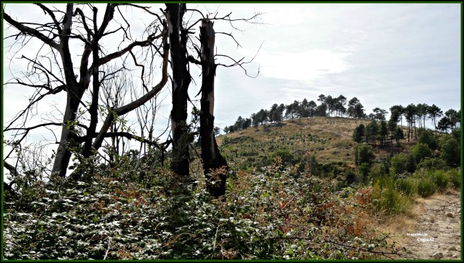 CopaAl_Castañar de la Tejea_18