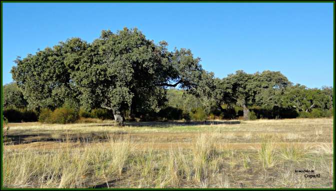 CopaAl_Pque_Nat_Cornalvo_10