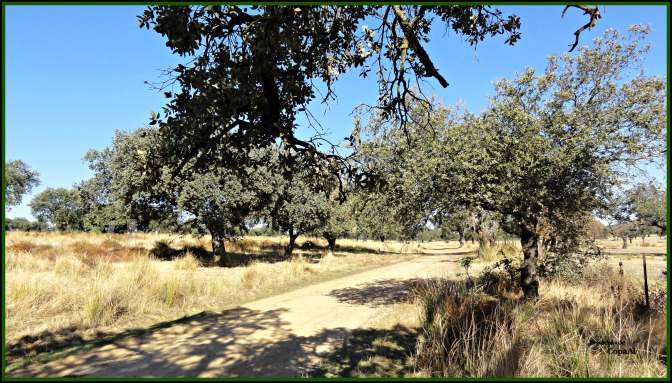 CopaAl_Pque_Nat_Cornalvo_20