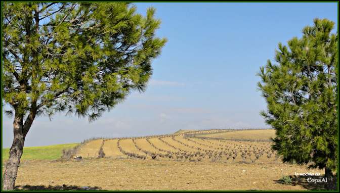 CopaAl_Las Tres Villas_14