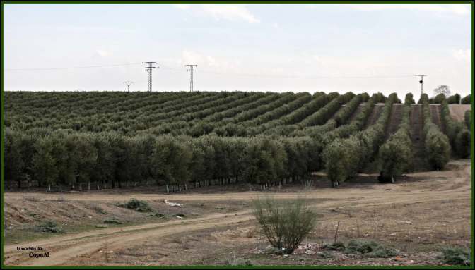 CopaAl_Las Tres Villas_21