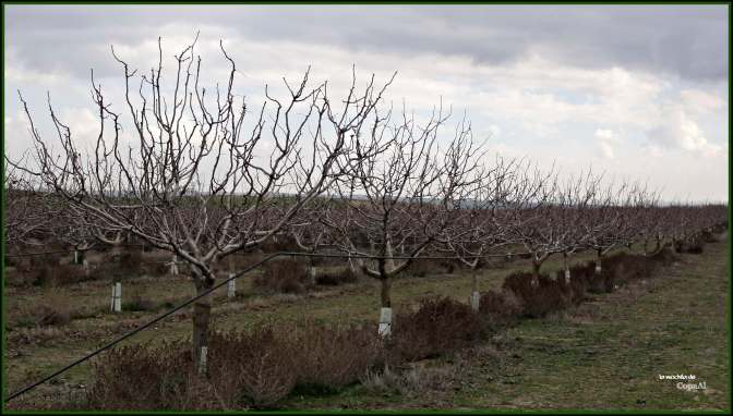 CopaAl_Las Tres Villas_22