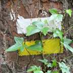 ¿Por qué pintan rayas en los senderos?