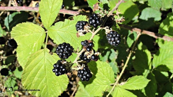 CopaAl_río_Aguisejo_28