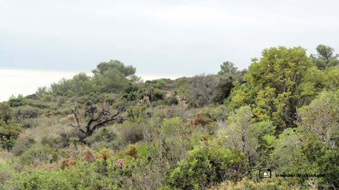 CopaAl_Sierra de Irta_16