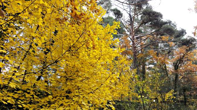 CopaAl_Los_Arroyos_del_Mar_03