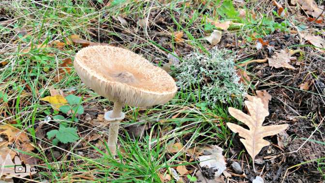 CopaAl_Los_Arroyos_del_Mar_04