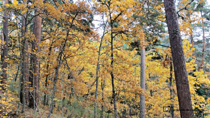CopaAl_Los_Arroyos_del_Mar_12