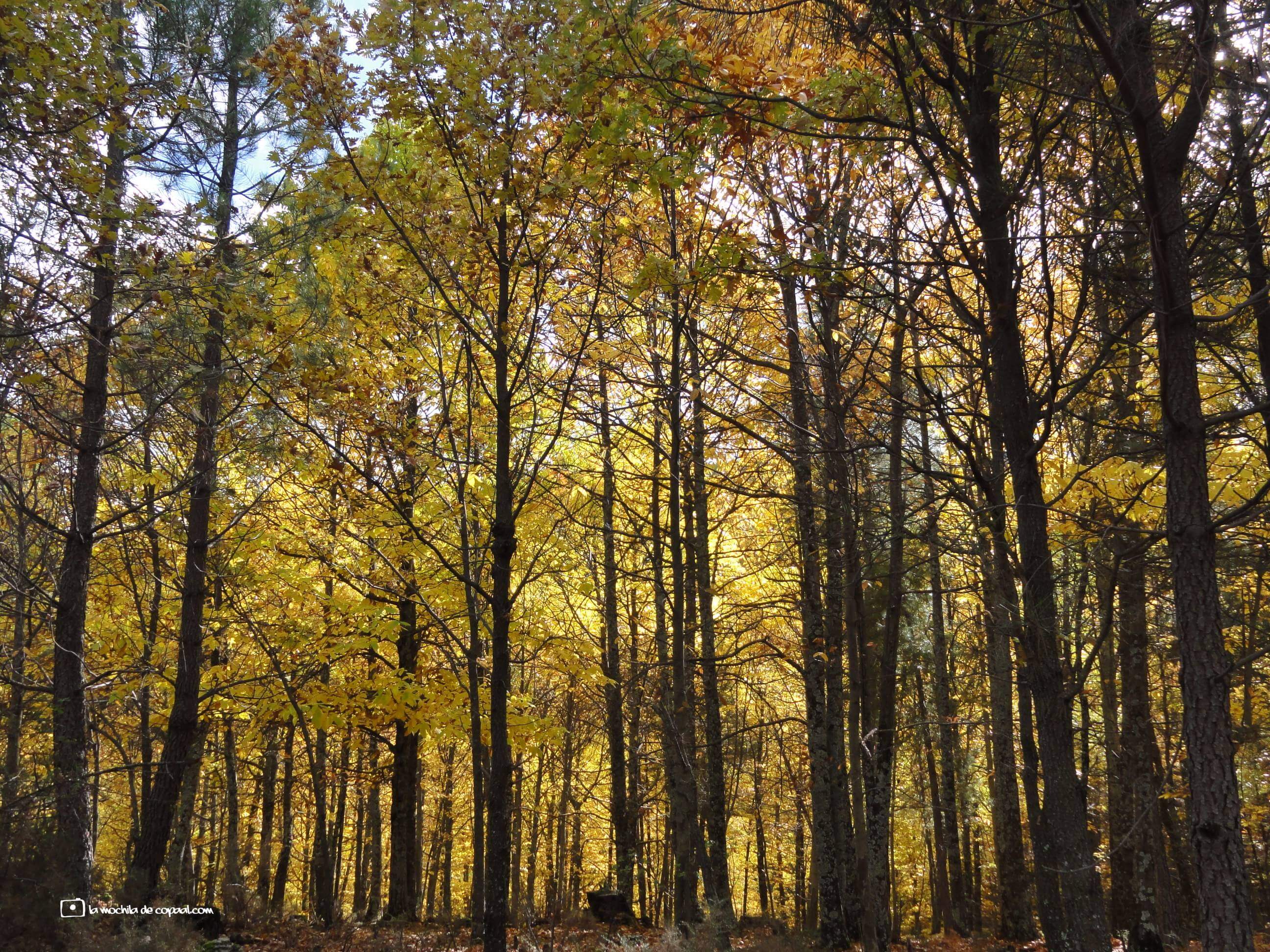 CopaAl-Castañar-de-el-Tiemblo-04