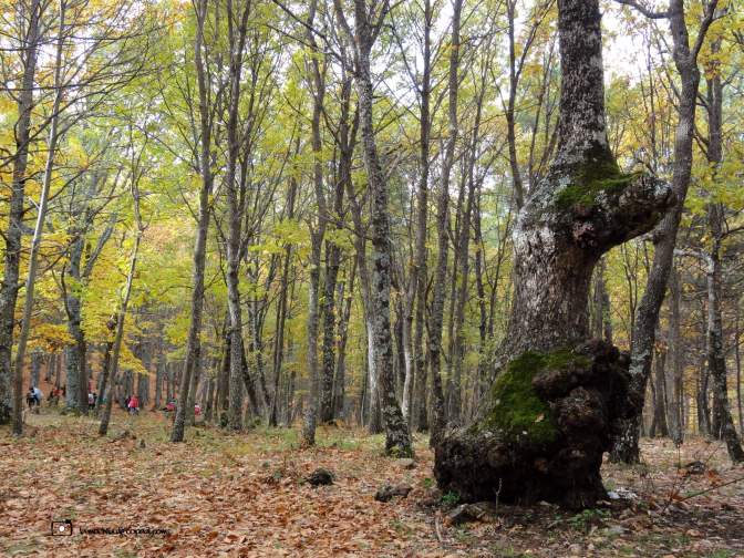 castaños senderismo