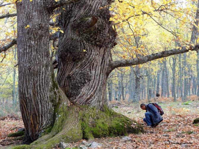 castaños centenarios