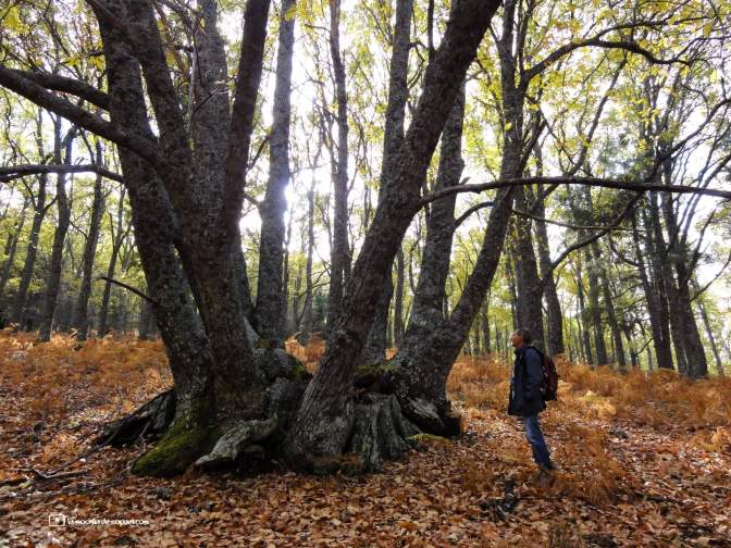 Castaño del Codao