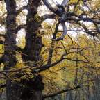 El castañar de El Tiemblo. Donde duermen los castaños
