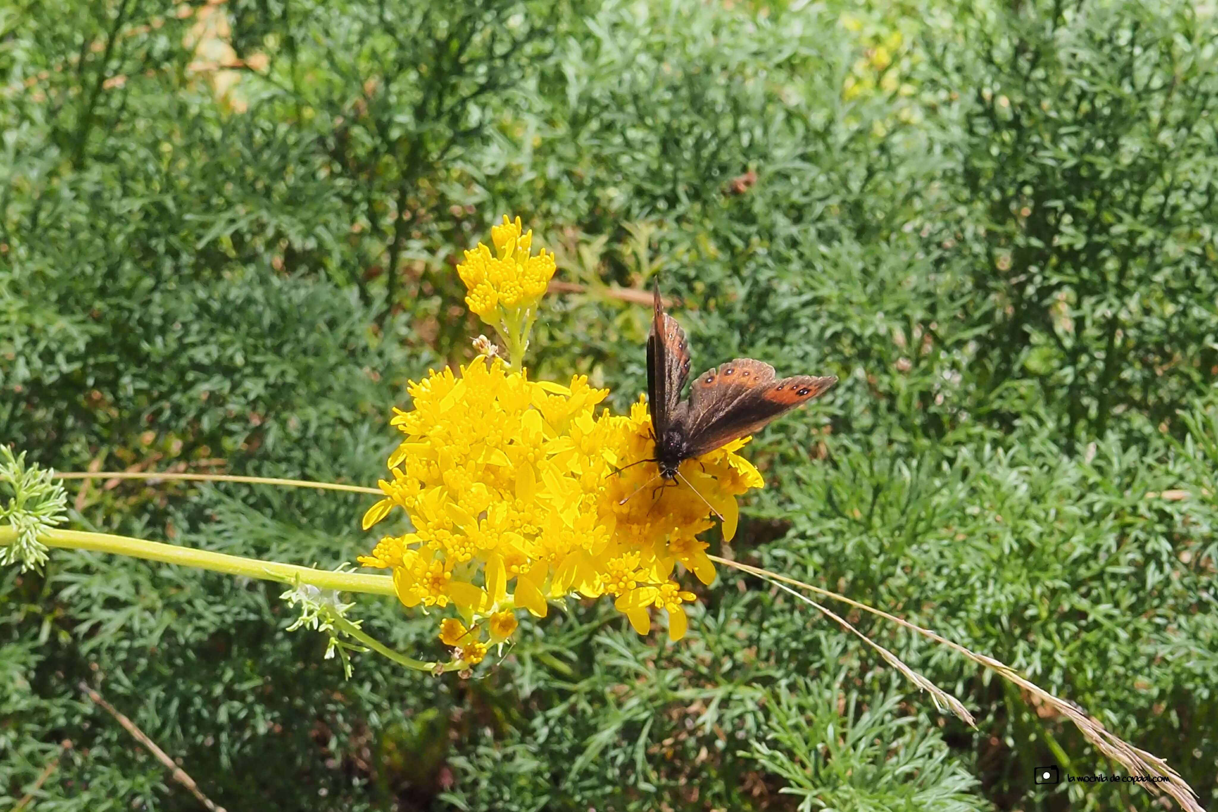 CopaAl-Senda-de-los-miradores-poetas-09
