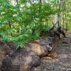 Era de San Bernabé y ruta de los castaños centenarios.  Un bosque de embrujo.
