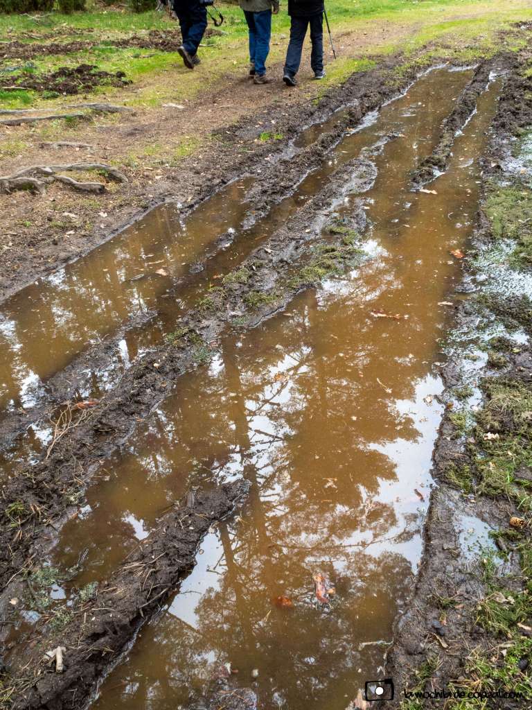 reflejos de pinos, senderismo