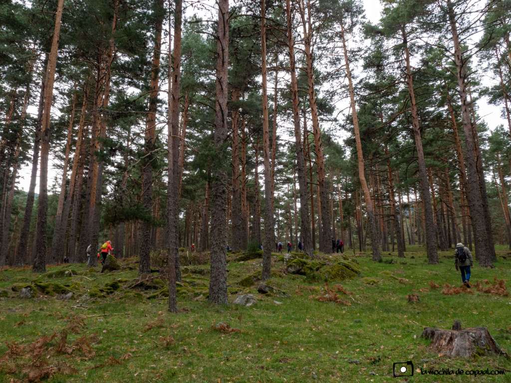 Pinar de San Rafael (Segovia)