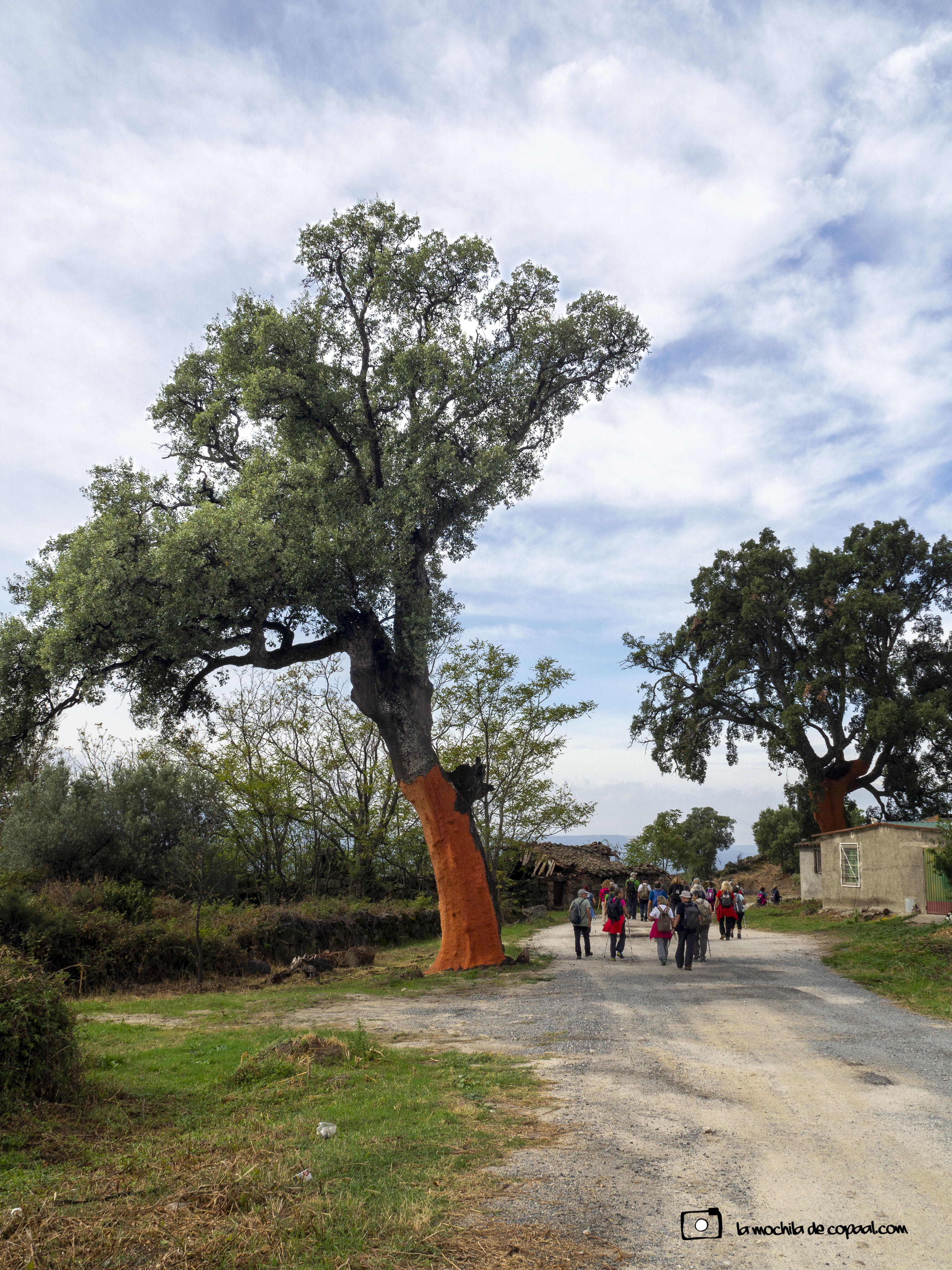 alcornoque descortezado, senda