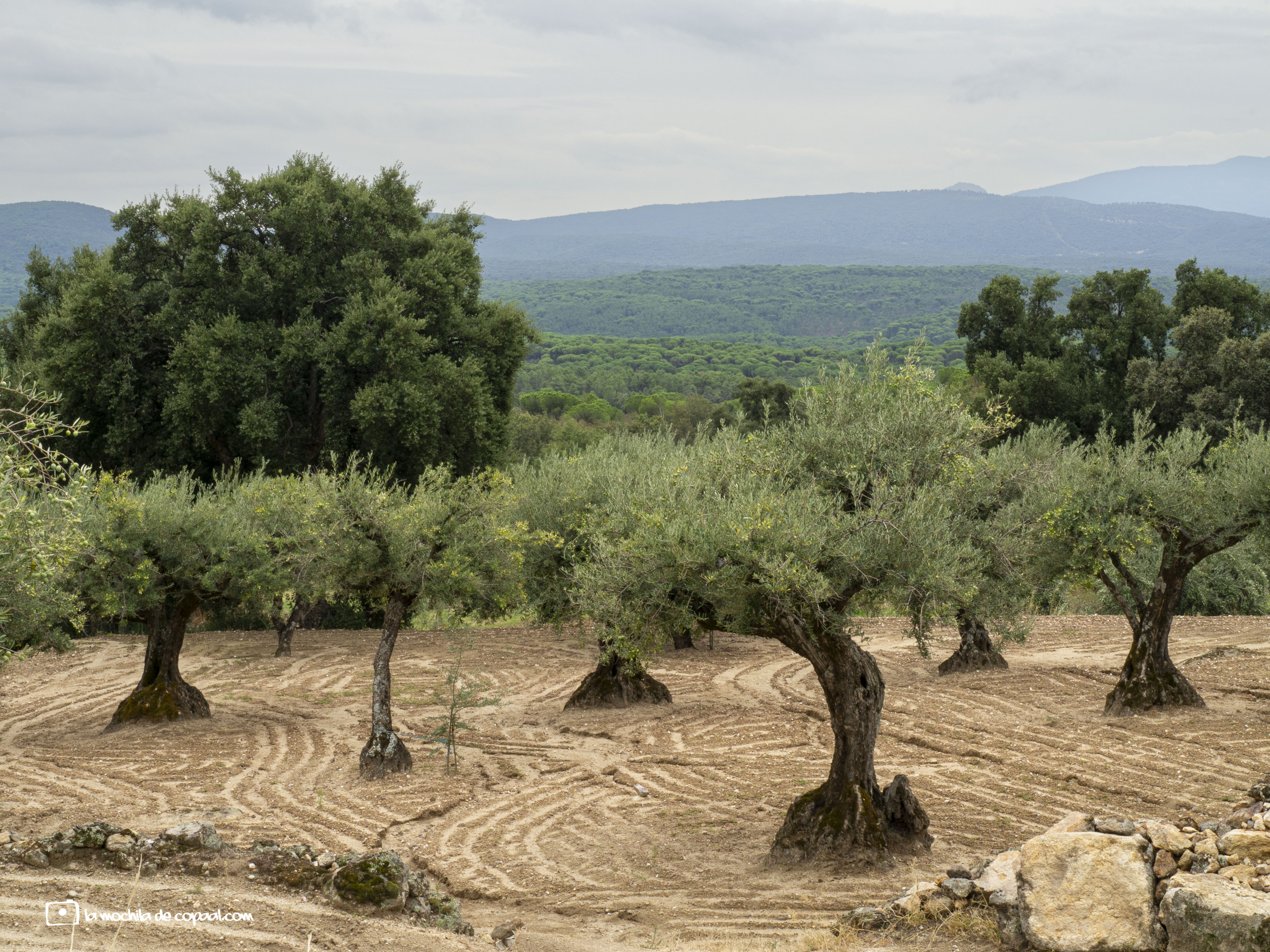 olivar