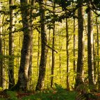 Ruta a Burbona Occidental, por el Hayedo de Altube. Donde las hayas duermen.