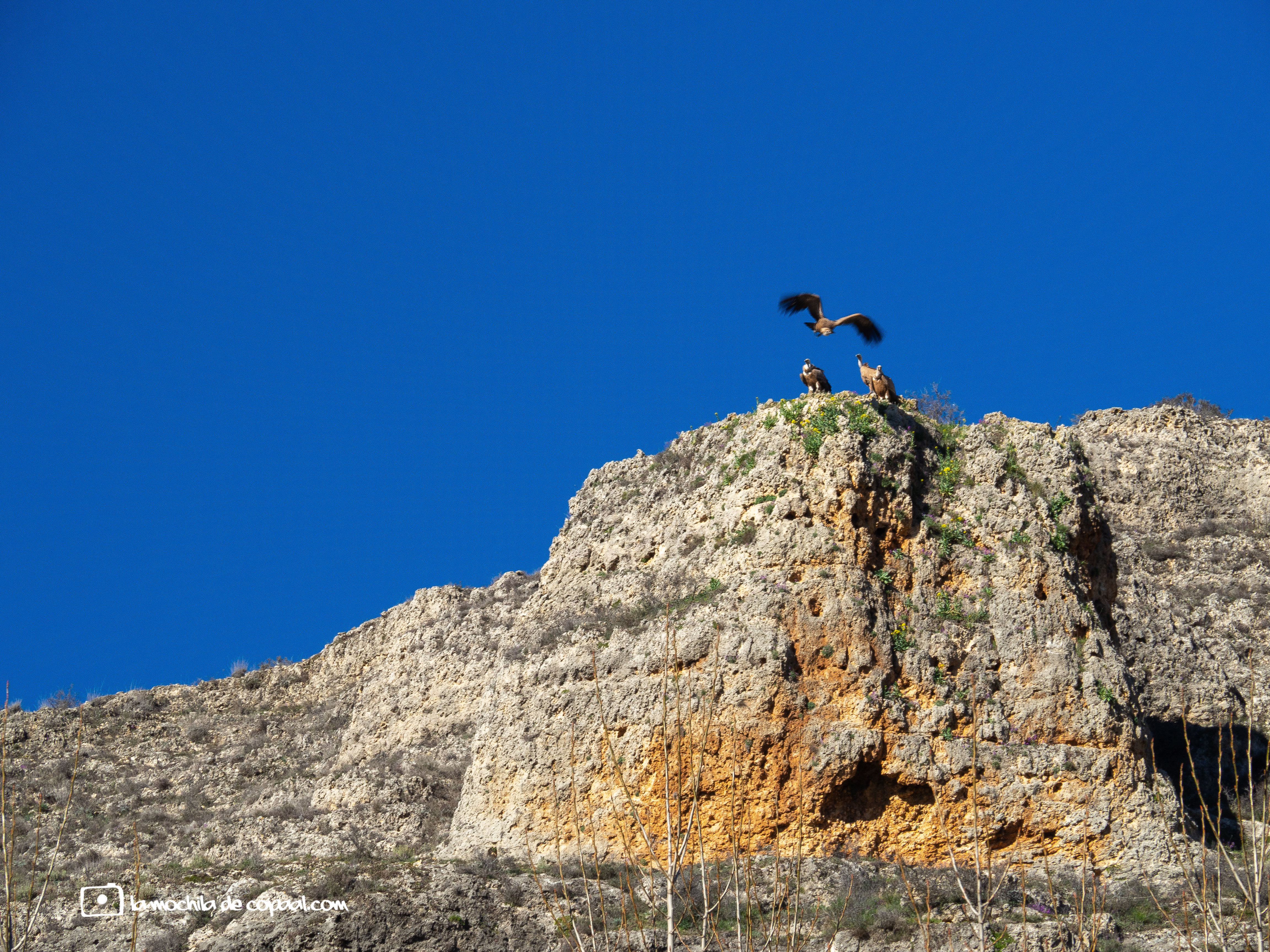 Buitres en el desfiladero río Caslilla
