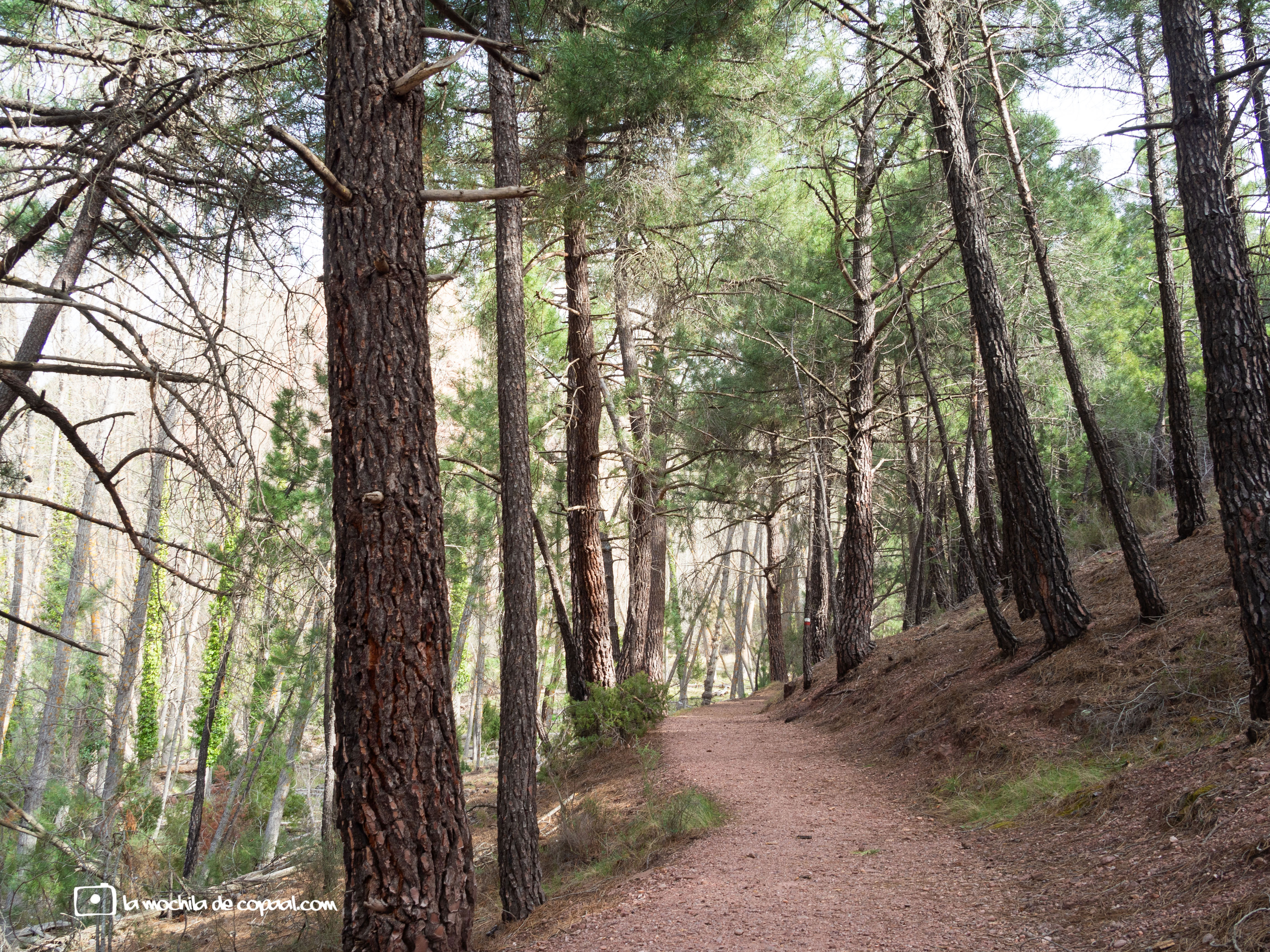 pinar de rodeno, senderismo