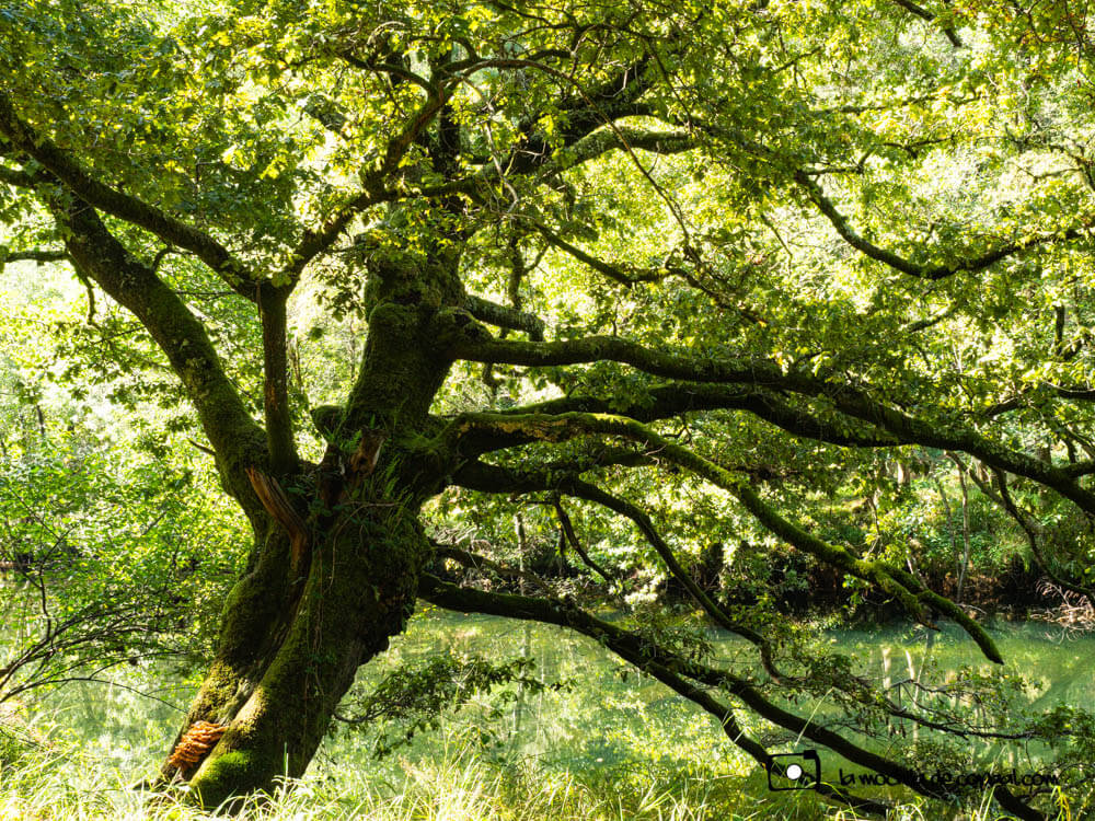 Fotografía de naturaleza
