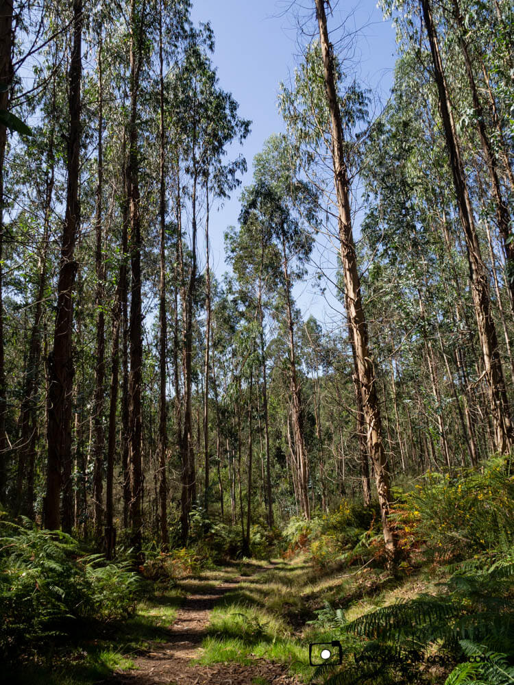 Bosque de eucaliptos
